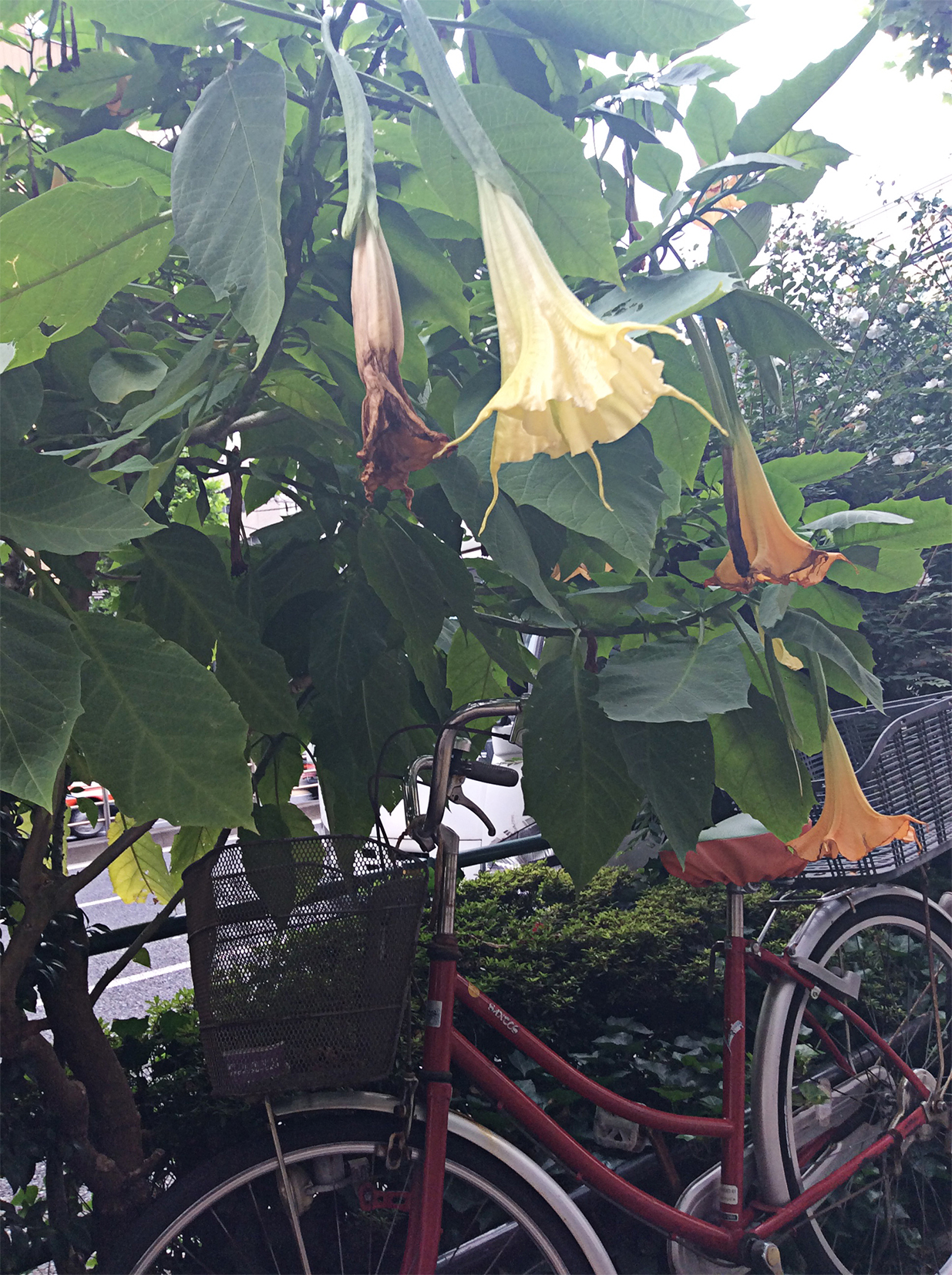 a red bicycle with baskets back and front, is proped up under a Brugmansia - Angels or Devils Trumpet.
